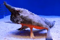 Tận mục loài cá có hình dáng như... chiếc máy bay