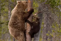 Xem gấu con làm người nhện