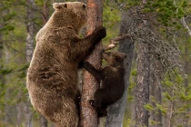 Xem gấu con làm người nhện