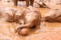 Ảnh xúc động về những chú voi con mất mẹ 