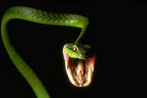 Tại sao loài rắn lại là sát thủ độc?