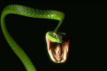 Tại sao loài rắn lại là sát thủ độc?