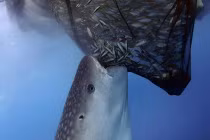 Ảnh động vật tuần: Cá mập voi cướp cá của ngư dân