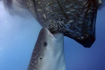 Ảnh động vật tuần: Cá mập voi cướp cá của ngư dân