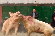 Xem lợn hỗn chiến đẫm máu