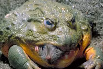 Tận mục ếch yêu tinh, sát thủ nuốt mồi