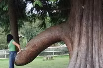 Điểm danh những thân cây quái đản nhất hành tinh (5)