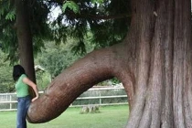 Điểm danh những thân cây quái đản nhất hành tinh (5)