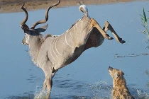 Linh dương thoát nạn ngoạn mục trước linh cẩu đói ăn