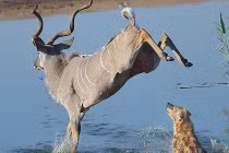 Linh dương thoát nạn ngoạn mục trước linh cẩu đói ăn