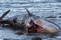 Kinh hoàng xác cá nhà táng đẫm máu ở Edinburgh