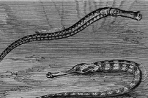 Hình dáng sinh vật biển kỳ quái, xuất hiện năm 1868