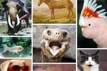 Những nhà vô địch về tuổi thọ trên Trái đất