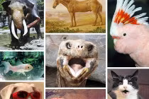 Những nhà vô địch về tuổi thọ trên Trái đất