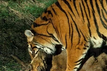 Quái chiêu săn mồi đẫm máu của chúa sơn lâm (10)