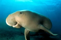 Top “quái vật” Biển Đông vừa sợ vừa mê (2)