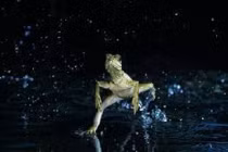 Top sinh vật quái dị nhất vùng Amazon 