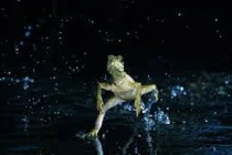 Top sinh vật quái dị nhất vùng Amazon 