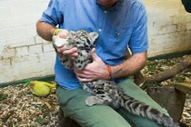 Ảnh đáng yêu khó cưỡng của báo con mồ côi, ở với người 