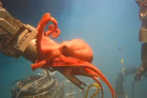 Top hình khoa học ấn tượng nhất tuần