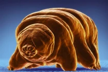 Chân dung loài gấu nước sống được trong không gian