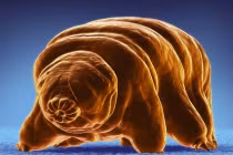 Chân dung loài gấu nước sống được trong không gian