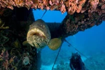 Top cá hiếm đối diện nguy cơ tuyệt chủng