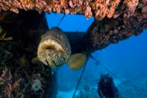 Top cá hiếm đối diện nguy cơ tuyệt chủng