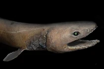 Những điều kỳ bí mê hồn trong lòng đại dương (2)