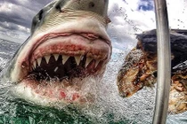 Mê chụp ảnh, cô gái “phơi thân” trước hàm răng cá mập