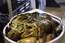 Thám hiểm dàn máy bóc vỏ tôm hùm công nghiệp