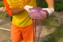 Sứa tím bí ẩn, xúc tu dài hàng mét