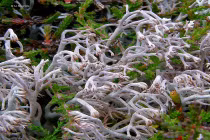 Điểm mặt thực vật sống dai nhất hành tinh 