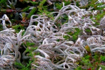 Điểm mặt thực vật sống dai nhất hành tinh 