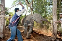 Voi hoang dã tới đoàn xiếc, huấn luyện đã đúng cách? 