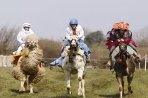 Kỳ thú xem lạc đà đua