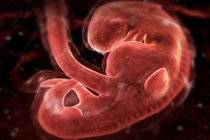 Khám phá khoa học đáng kinh ngạc về trái tim (1)