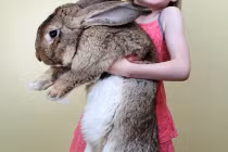 Thỏ thành tinh với khả năng ăn... quái vật