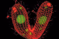 Kỳ quái sinh vật có tới 7... giới tính