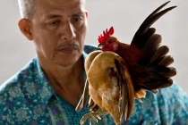 Kỳ thú chiến binh gà đi bộ như người