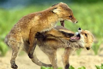 Ảnh động vật tuần: Cáo đỏ tử chiến tranh mồi
