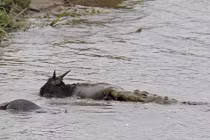 Hà mã khai chiến cá sấu cứu linh dương đầu bò