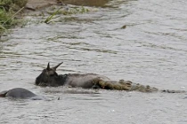 Hà mã khai chiến cá sấu cứu linh dương đầu bò