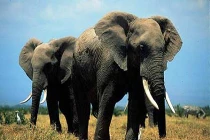 Những chiến binh động vật đắc lực nhất thời đại