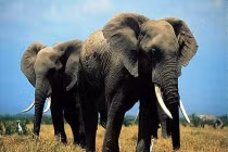 Những chiến binh động vật đắc lực nhất thời đại