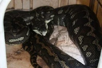 Hãi hùng trăn nuốt chửng chó vào bụng