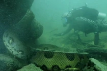 Kinh hãi cảnh mặt đối mặt với quái trăn khổng lồ