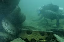 Kinh hãi cảnh mặt đối mặt với quái trăn khổng lồ