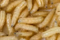 Những loài kinh dị “trốn” trong tai người