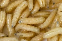 Những loài kinh dị “trốn” trong tai người